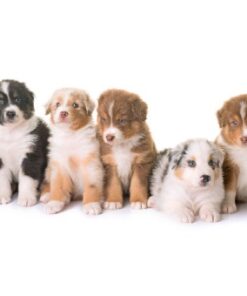 Cachorros