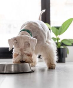 Bebederos y Comederos