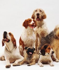 Perros