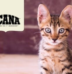 Alimento seco Acana First Feast para gatitos, frente del envase
