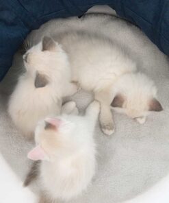 Catit Tunel Para Gatos