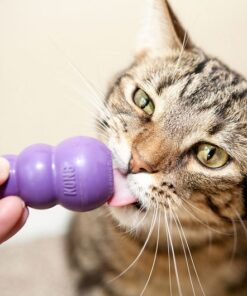 Kong Kitty Kong