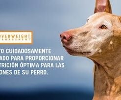 Proplan OM perros providencia