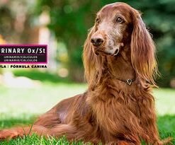Proplan UR Urinary