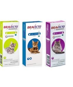 bravecto para gatos