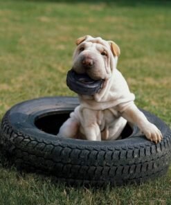 europet kong