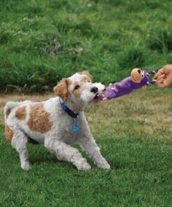 europet kong