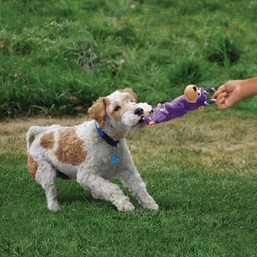 europet kong