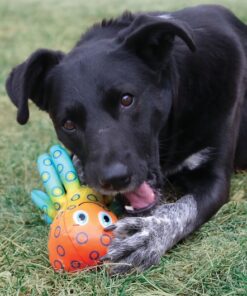 Kong Shieldz Tropics perro