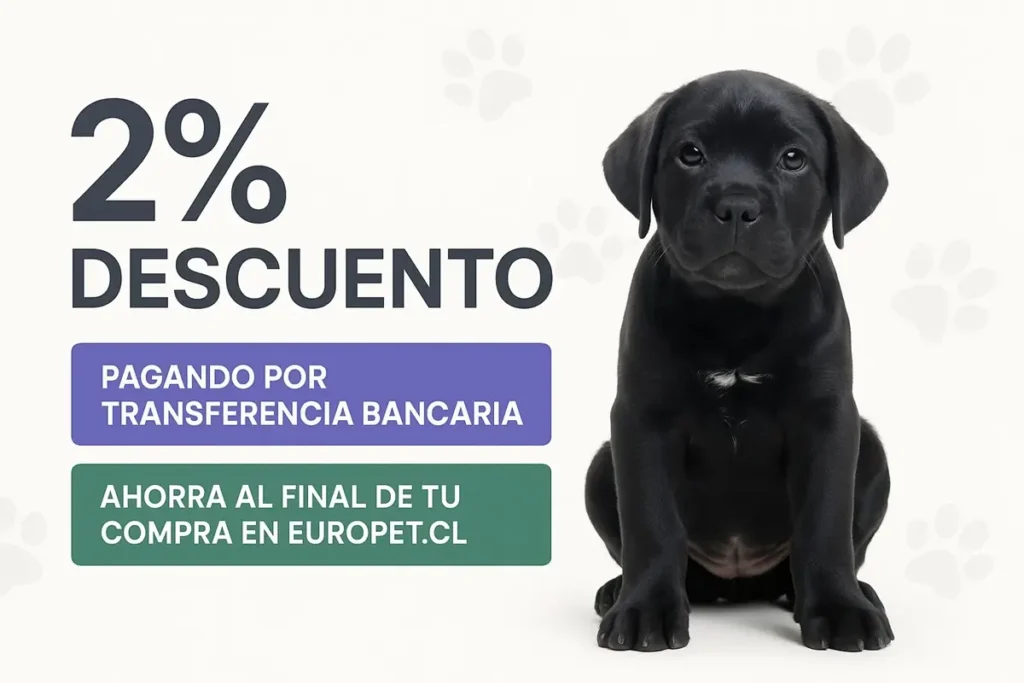 Perro cane corso negro, ofreciendo un 2% de descuento por pago con transferencia bancaria en Europet, con la opción de ahorro al final de la compra.