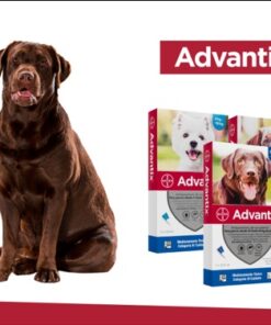 Alternative view of Advantix para perros – Pipeta antiparasitaria externa