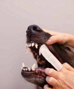 Alternative view of Caryodent Finger Wipes Toallitas para Limpieza Dental perros y gatos