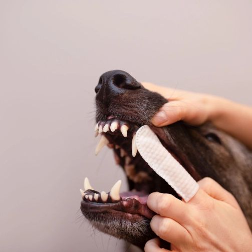 Caryodent Finger Wipes Toallitas para Limpieza Dental perros y gatos - Imagen 2