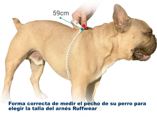 medir pecho
